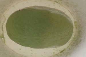 カビこんばい塗布なし二週間後