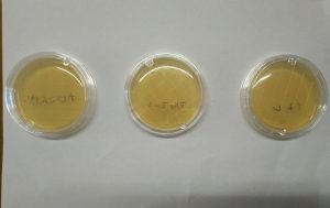 抗菌・防カビ比較